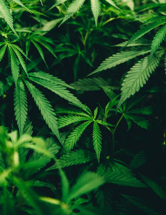 Fragen und Antworten zum Cannabis-Modellprojekt