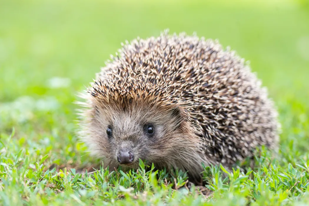 Münsters Igel vor Mährobotern schützen!